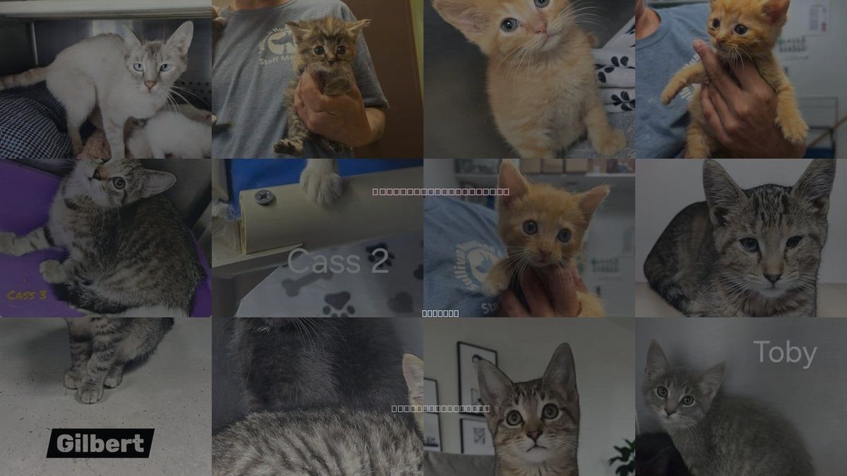 Cats for Adoption in Sullivan, Indiana