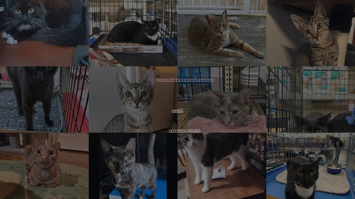 Cats for Adoption in Sumter, South Carolina