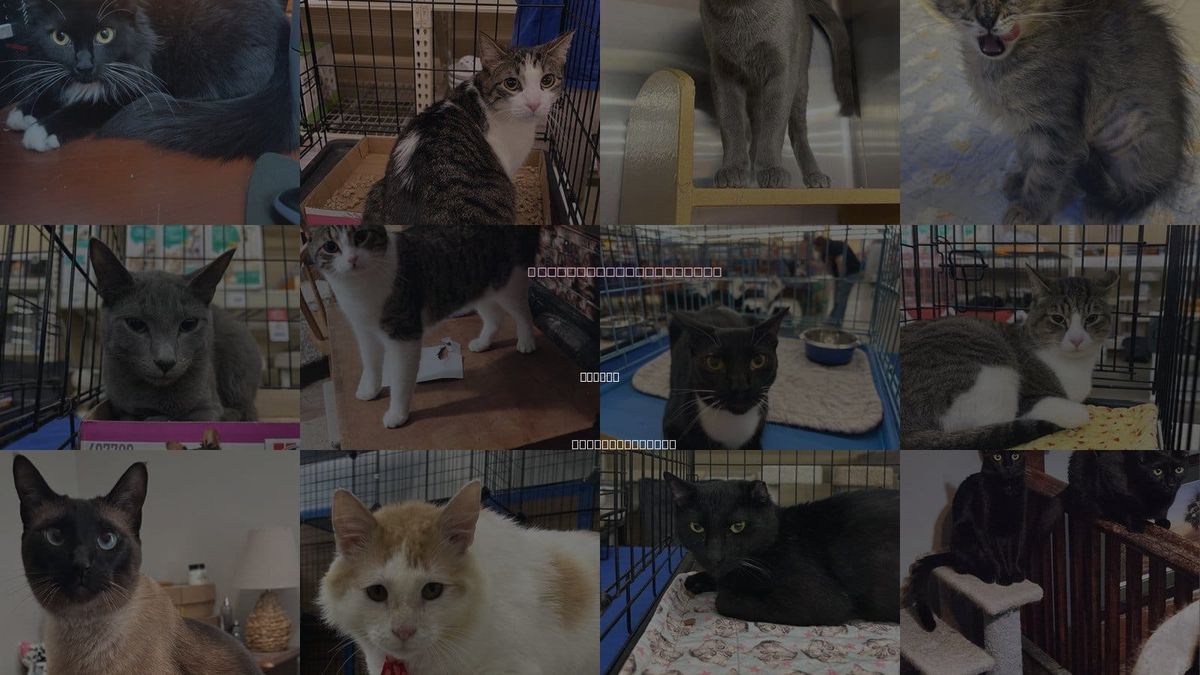 Cats for Adoption in Sumter, South Carolina