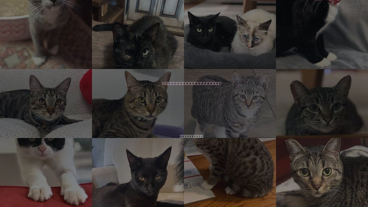 Cats for Adoption in Sun City, California