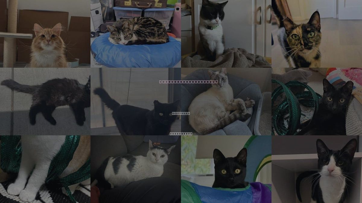 Cats for Adoption in Sunnyvale, California