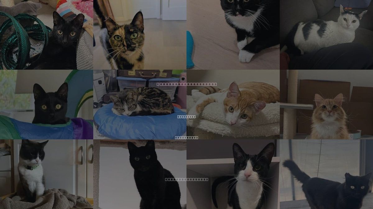 Cats for Adoption in Sunnyvale, California
