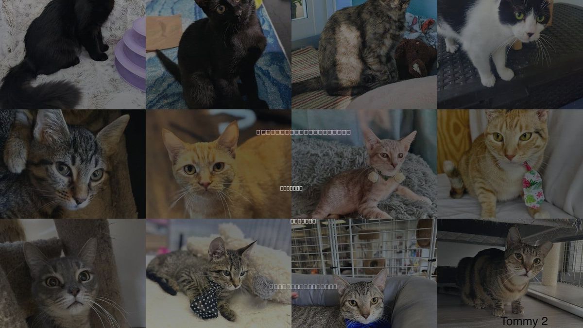 Cats for Adoption in Sunrise, Florida
