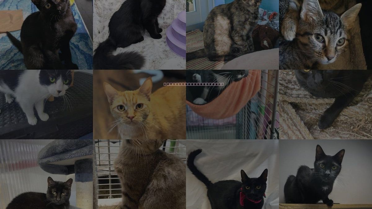 Cats for Adoption in Sunrise, Florida