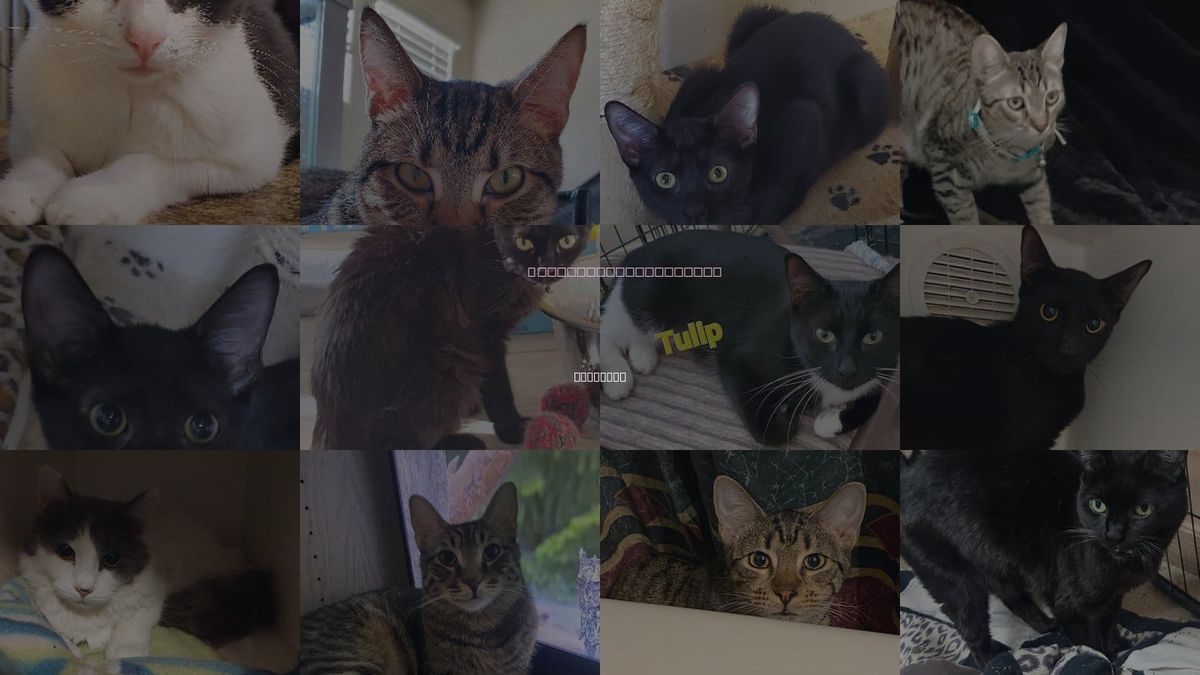 Cats for Adoption in Surprise, Arizona