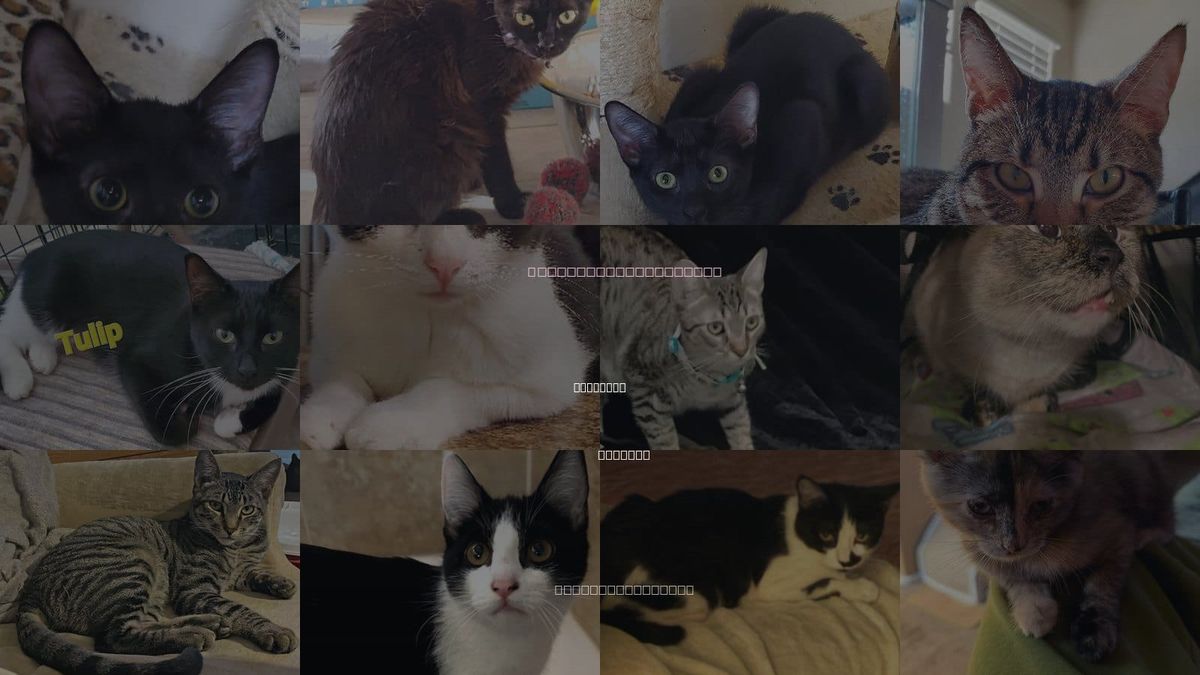 Cats for Adoption in Surprise, Arizona