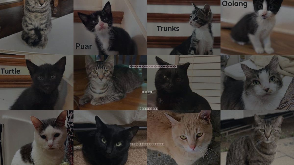 Cats for Adoption in Sussex, New Jersey
