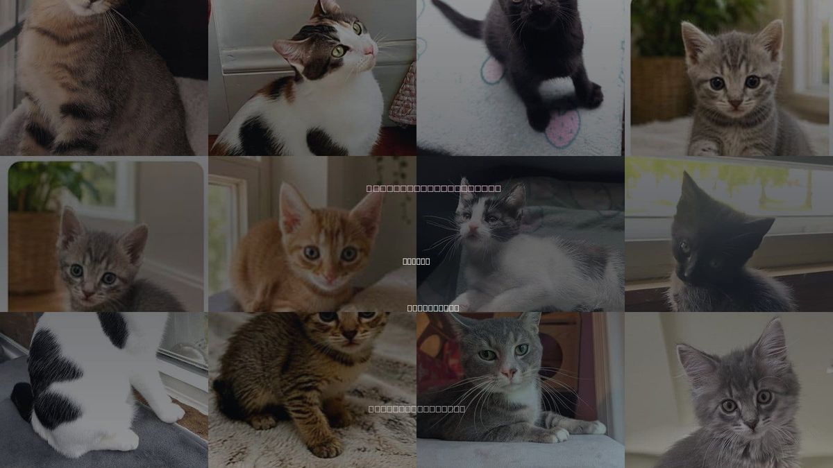 Cats for Adoption in Sussex, New Jersey