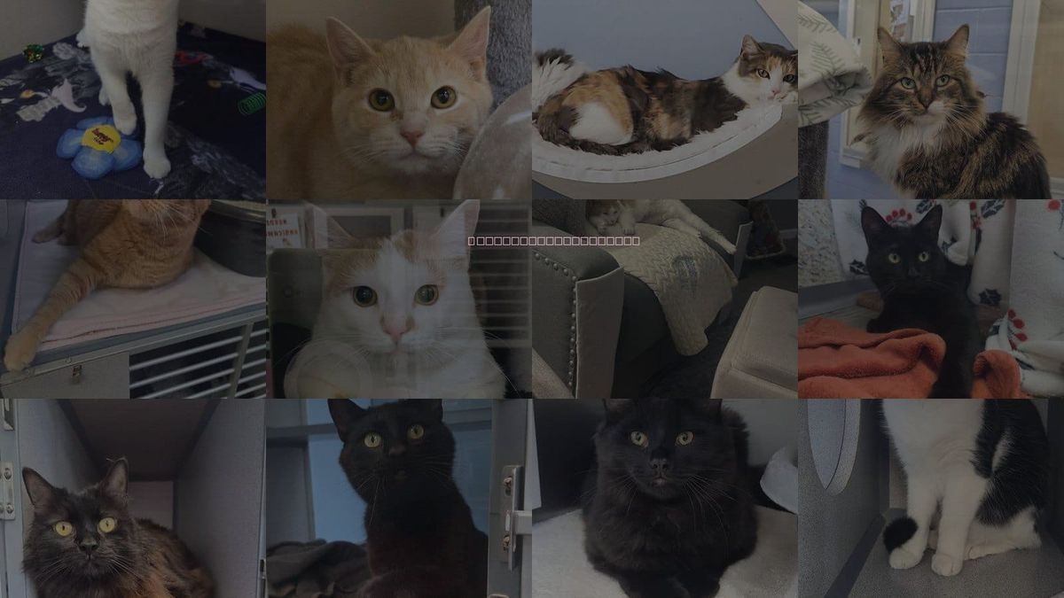 Cats for Adoption in Syracuse, New York