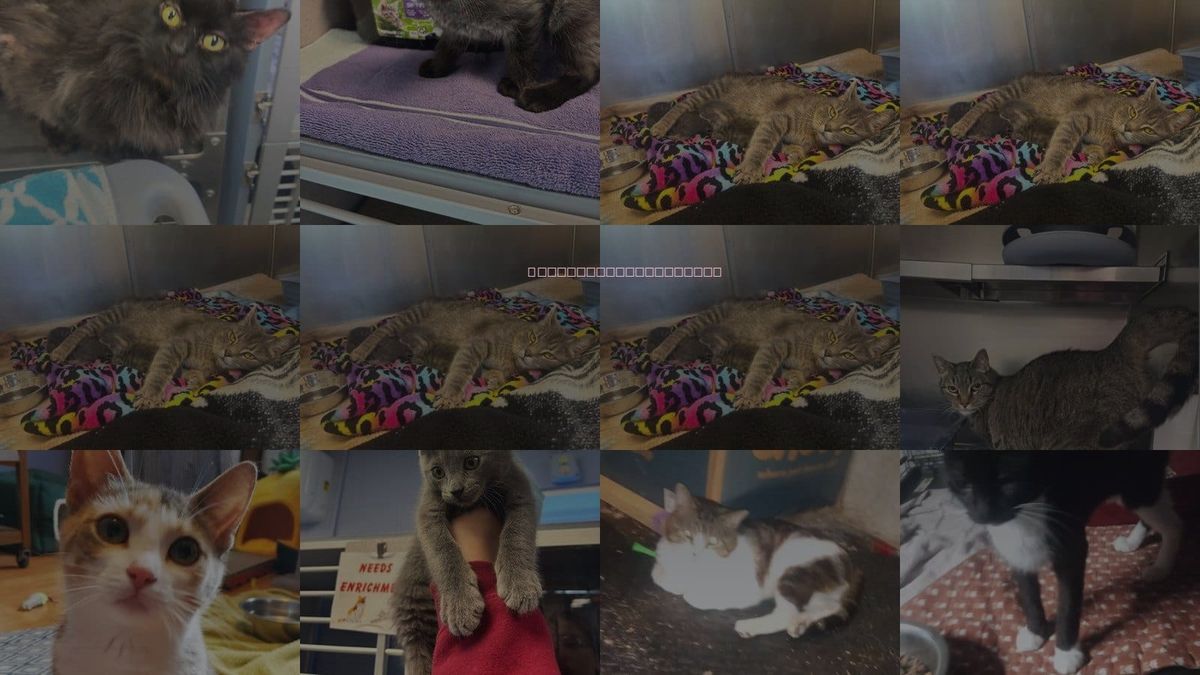 Cats for Adoption in Syracuse, New York