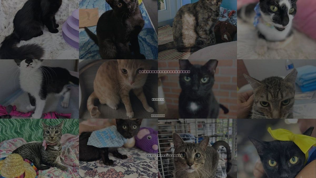 Cats for Adoption in Tamarac, Florida