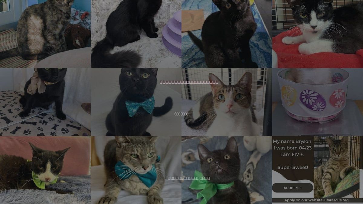 Cats for Adoption in Tamarac, Florida