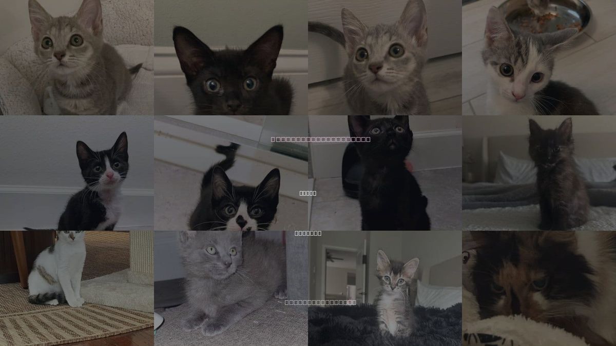 Cats for Adoption in Tampa, Florida