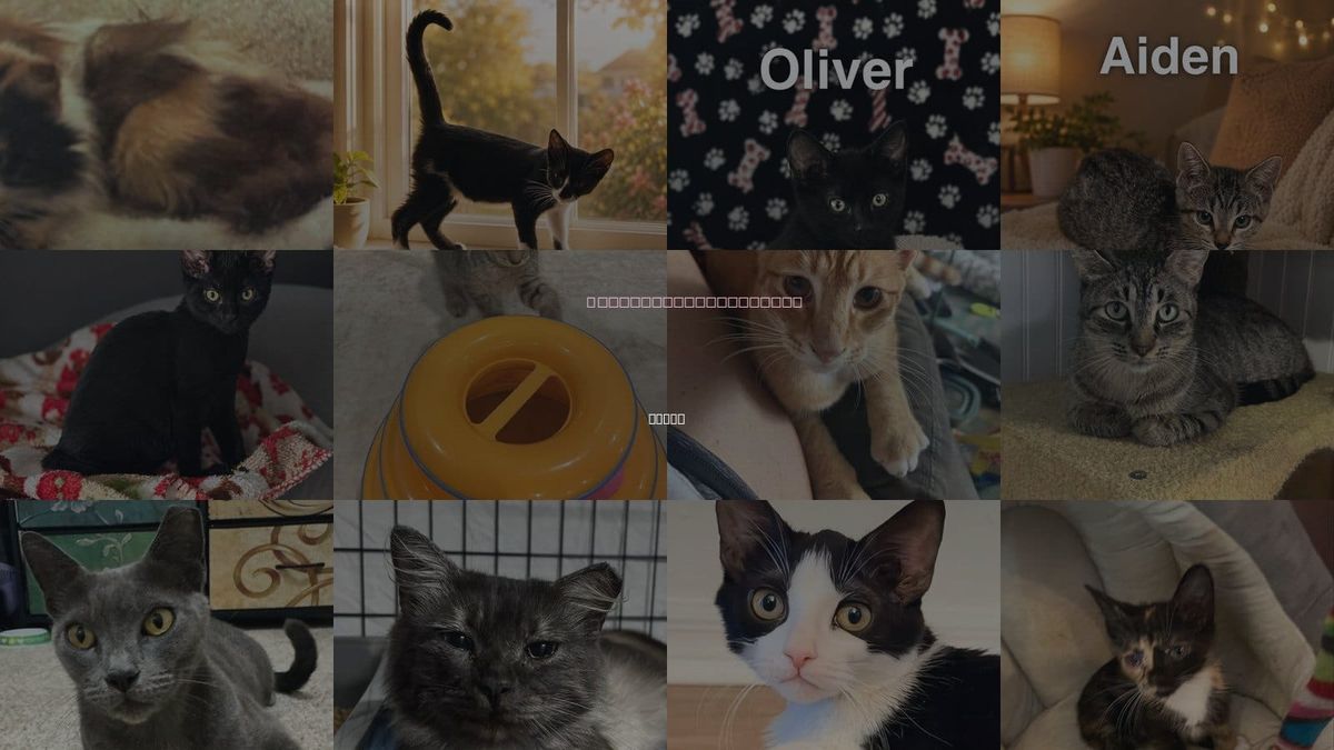 Cats for Adoption in Tampa, Florida