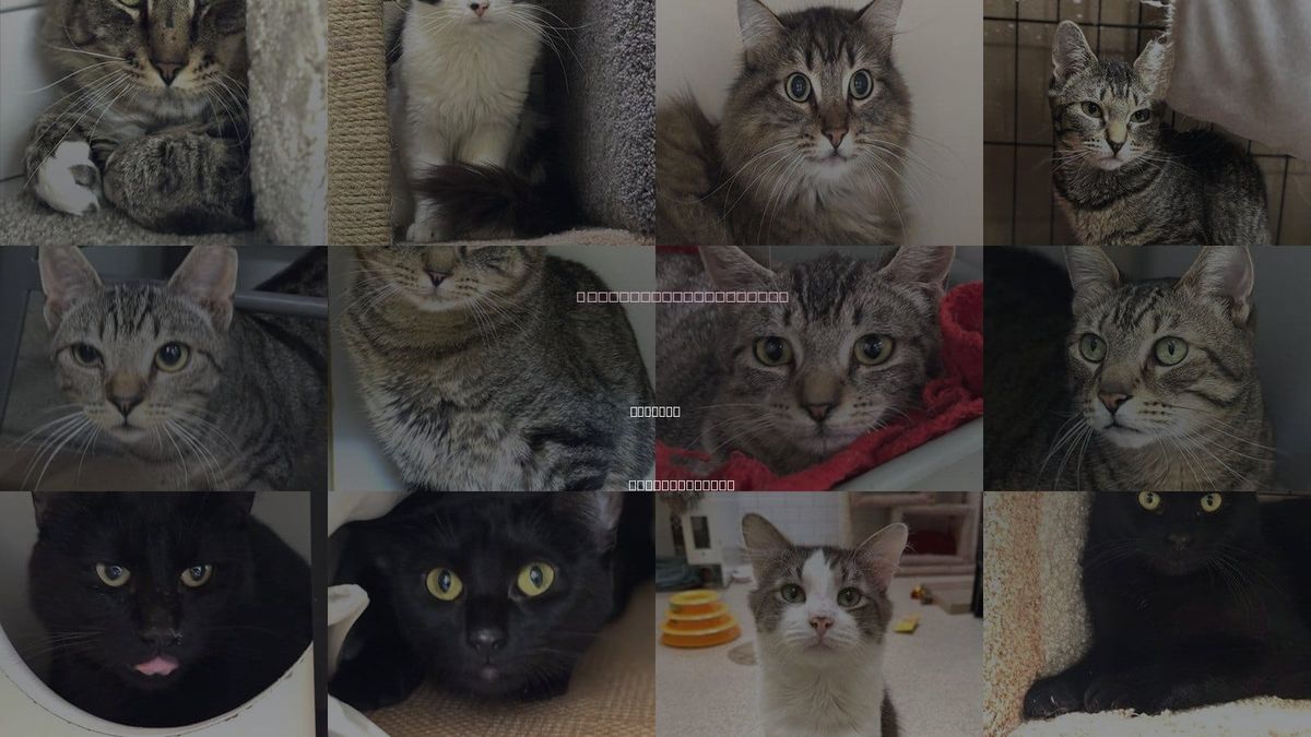 Cats for Adoption in Taunton, Massachusetts