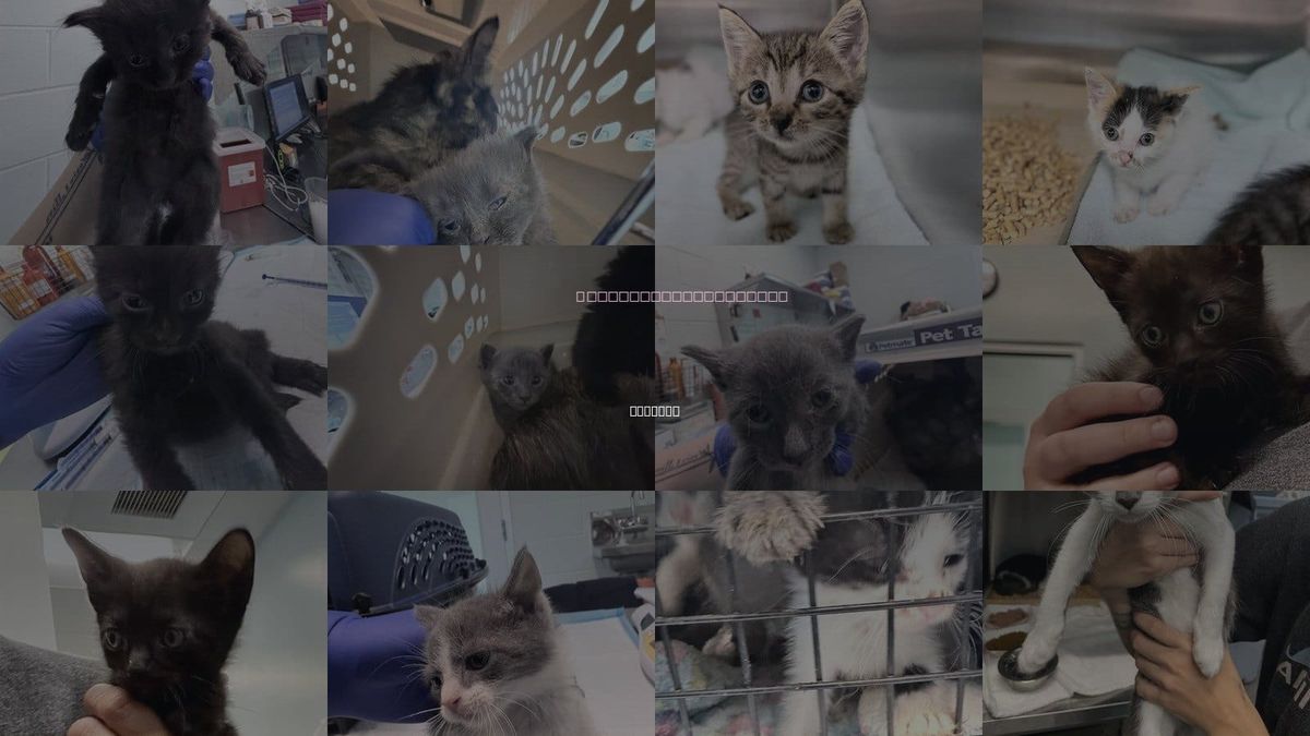 Cats for Adoption in Tavares, Florida