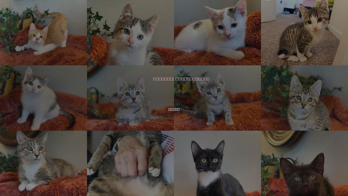 Cats for Adoption in Taylor, Michigan