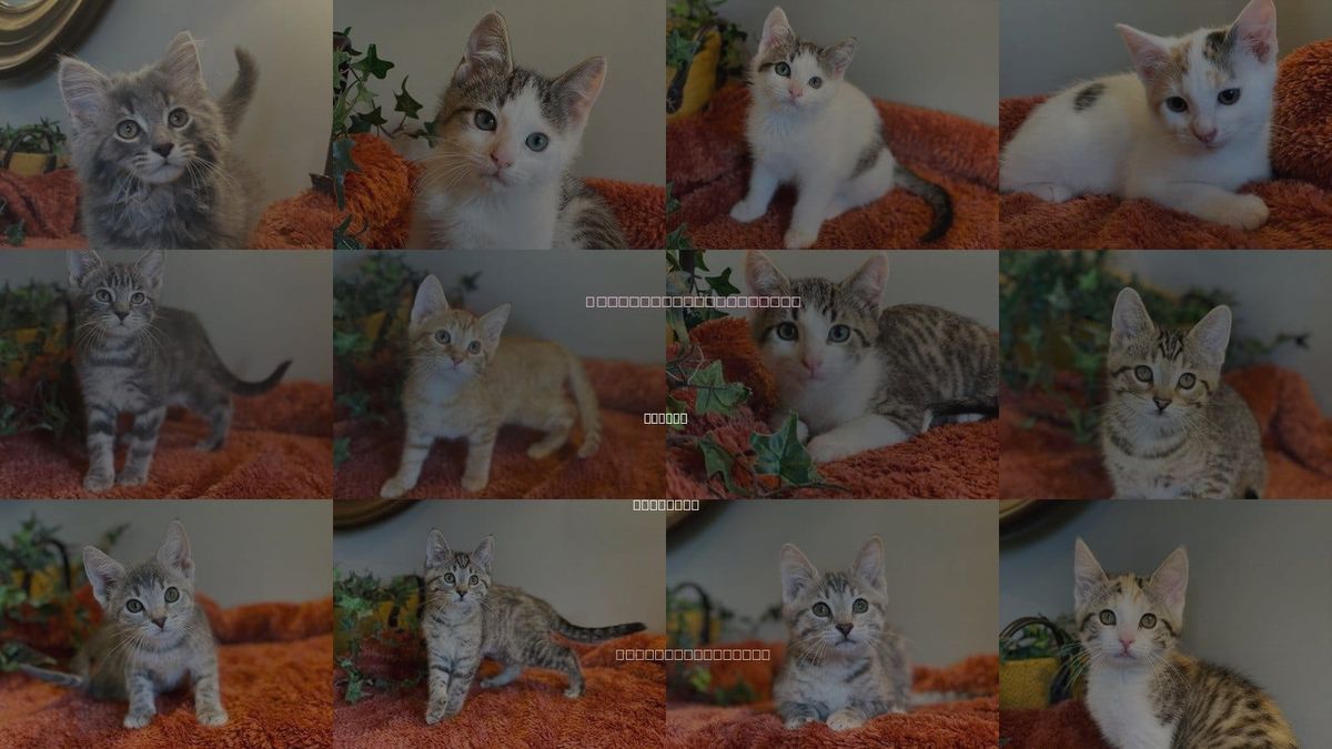 Cats for Adoption in Taylor, Michigan
