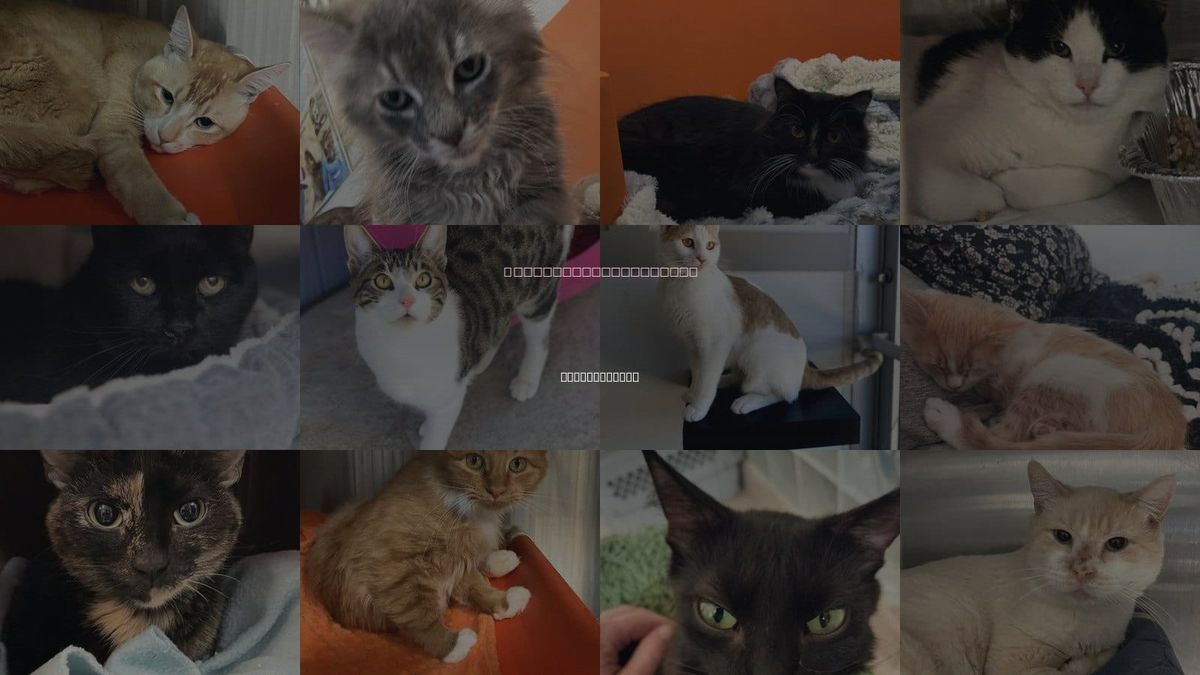 Cats for Adoption in Taylorsville, Utah