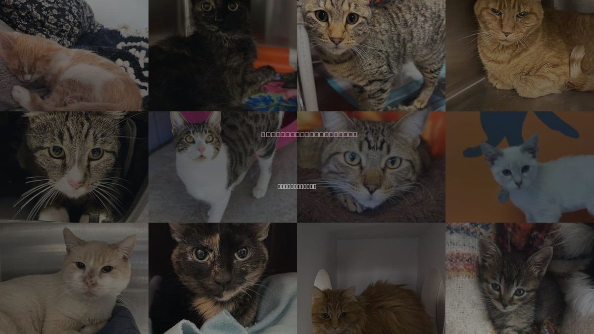 Cats for Adoption in Taylorsville, Utah