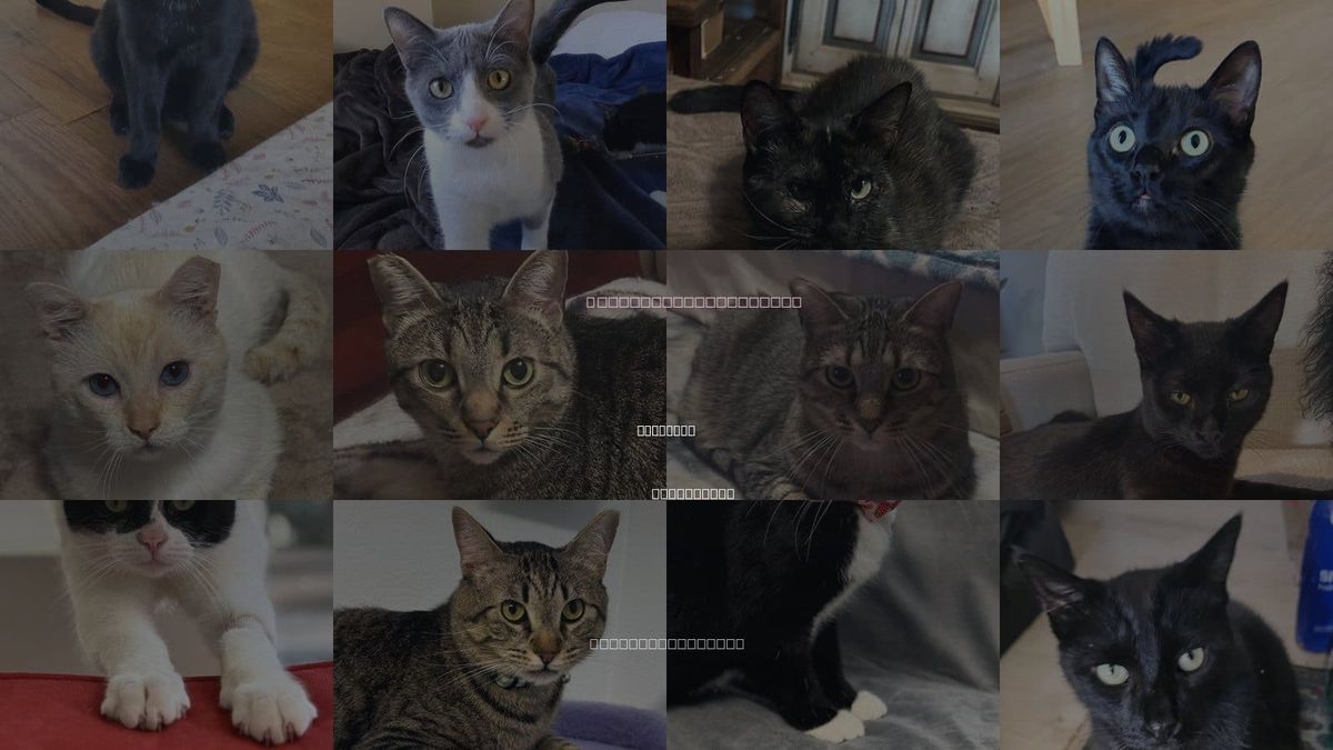 Cats for Adoption in Temecula, California