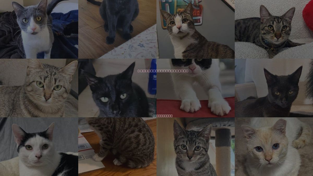 Cats for Adoption in Temecula, California