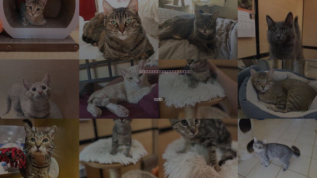 Cats for Adoption in Tempe, Arizona