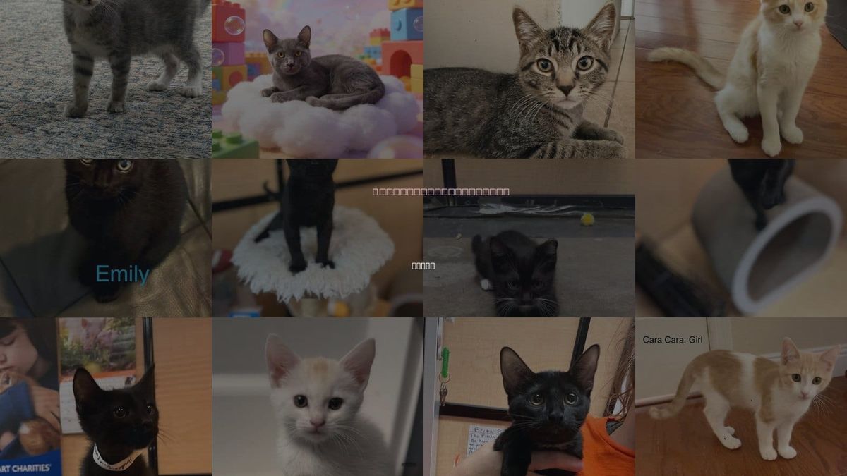 Cats for Adoption in Tempe, Arizona