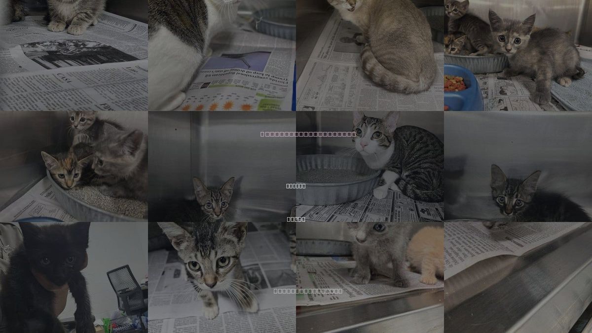 Cats for Adoption in Temple, Texas