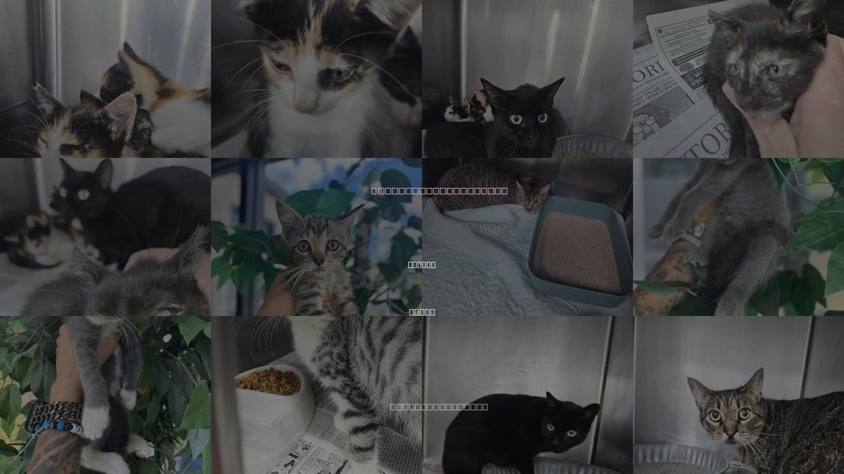 Cats for Adoption in Temple, Texas
