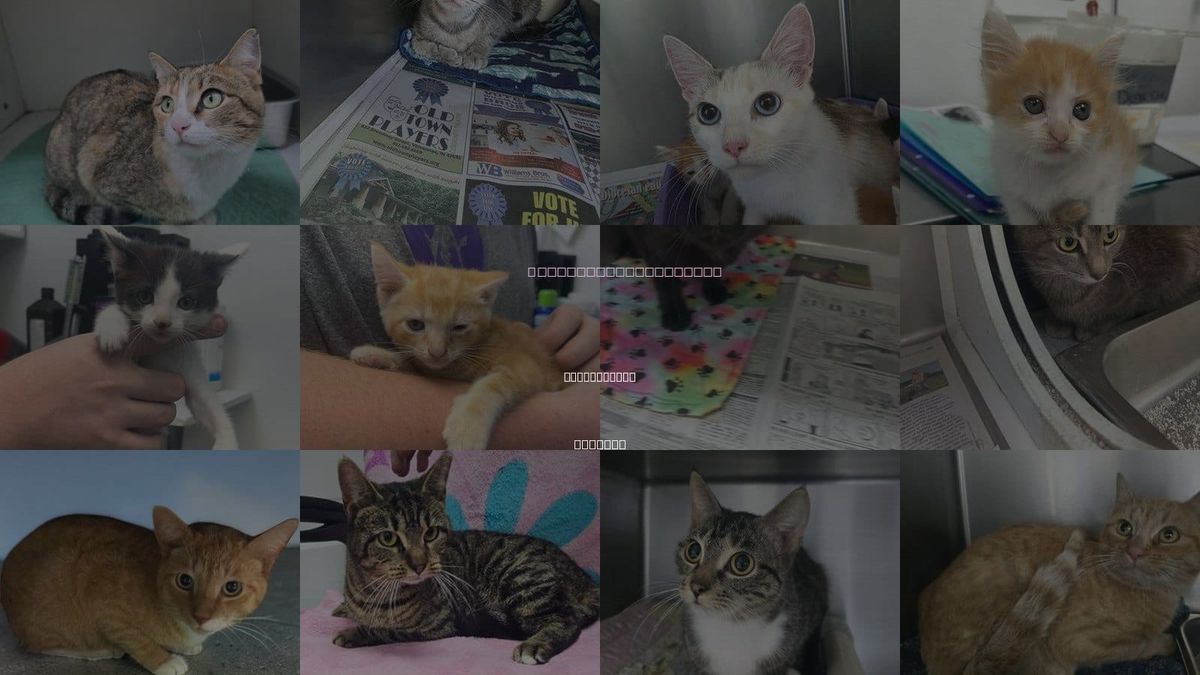 Cats for Adoption in Terre Haute, Indiana