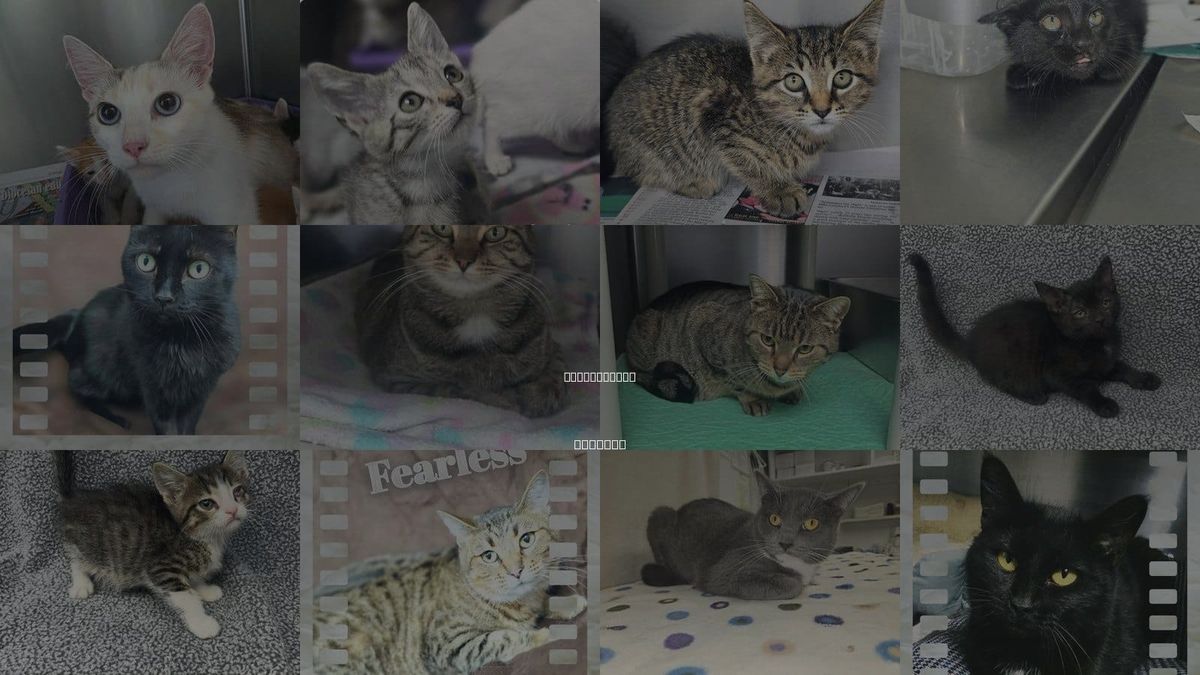 Cats for Adoption in Terre Haute, Indiana