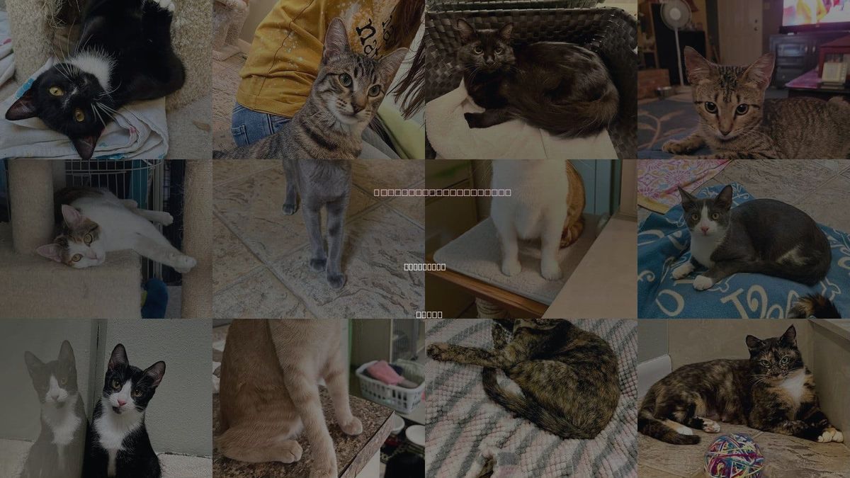 Cats for Adoption in Texarkana, Texas
