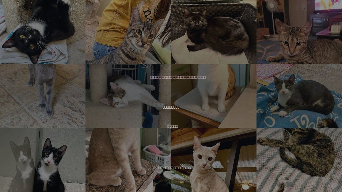 Cats for Adoption in Texarkana, Texas