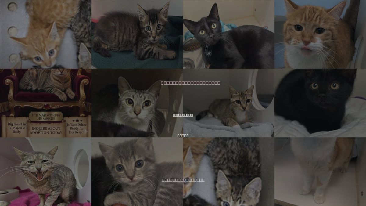 Cats for Adoption in Texas City, Texas