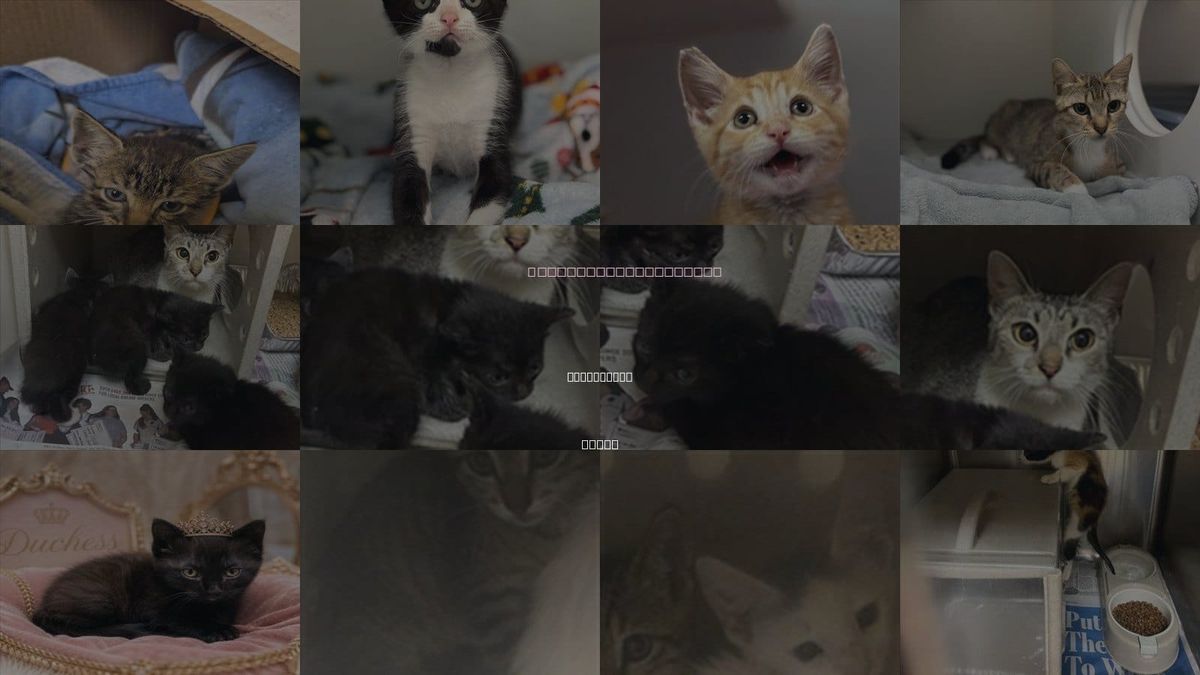 Cats for Adoption in Texas City, Texas