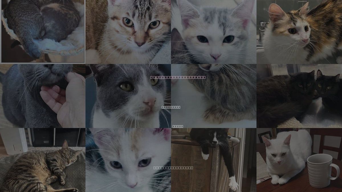 Cats for Adoption in The Colony, Texas