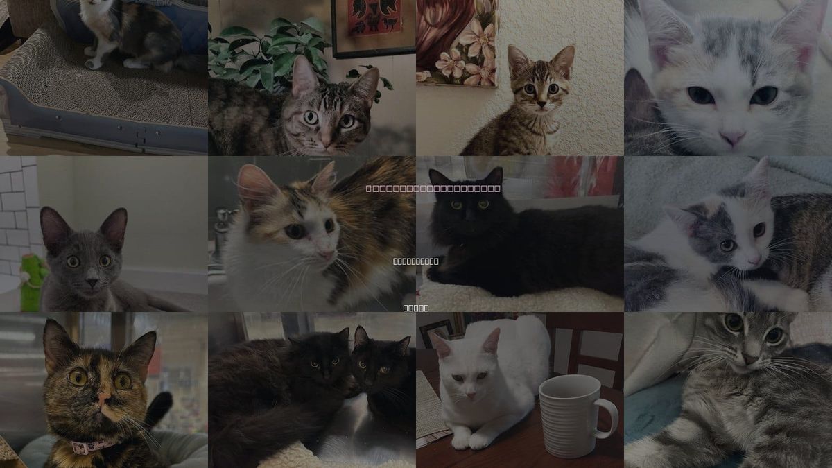 Cats for Adoption in The Colony, Texas