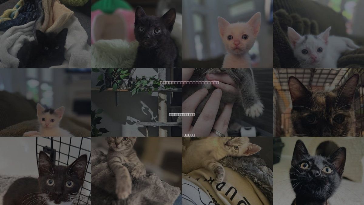 Cats for Adoption in The Woodlands, Texas