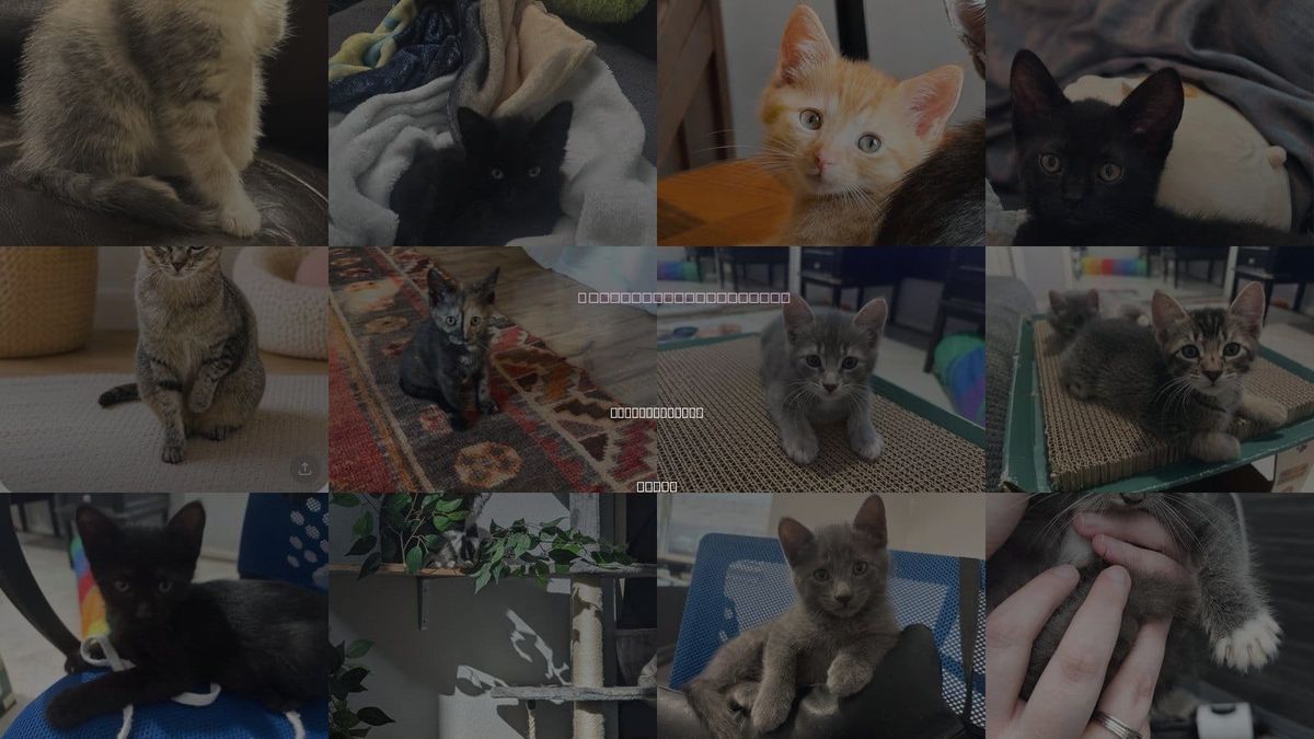 Cats for Adoption in The Woodlands, Texas