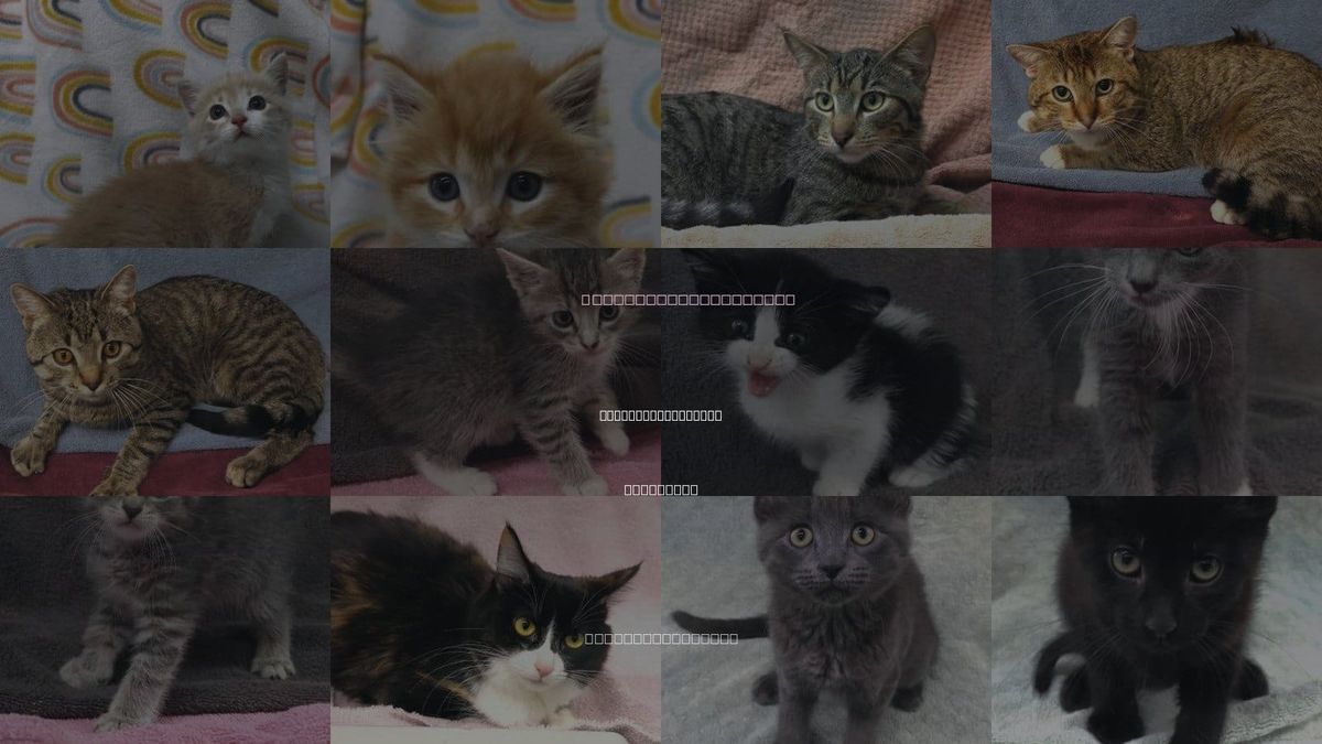 Cats for Adoption in Thief River Falls, Minnesota