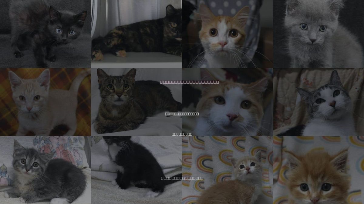 Cats for Adoption in Thief River Falls, Minnesota