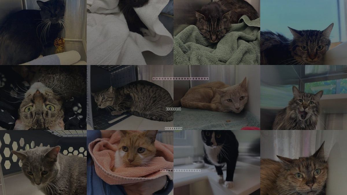Cats for Adoption in Thornton, Colorado