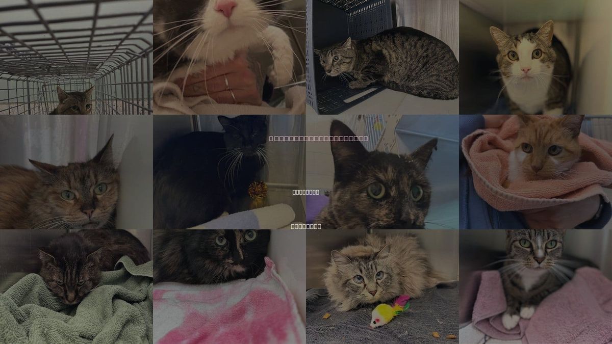 Cats for Adoption in Thornton, Colorado