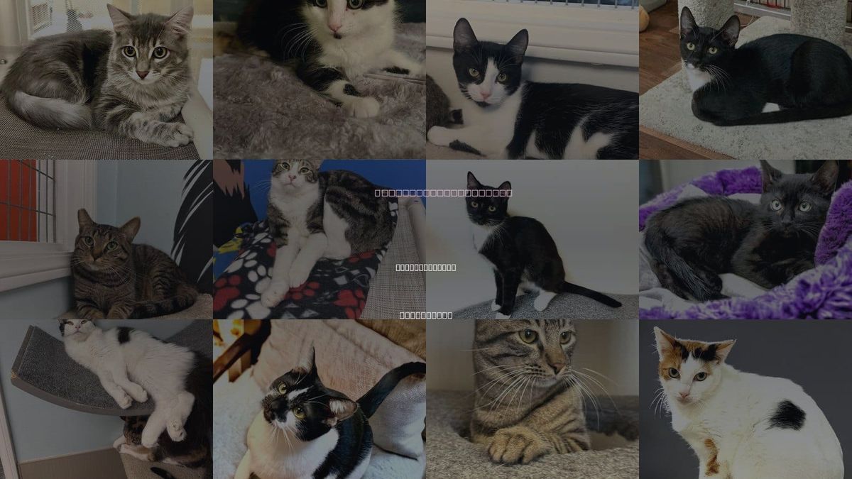 Cats for Adoption in Thousand Oaks, California