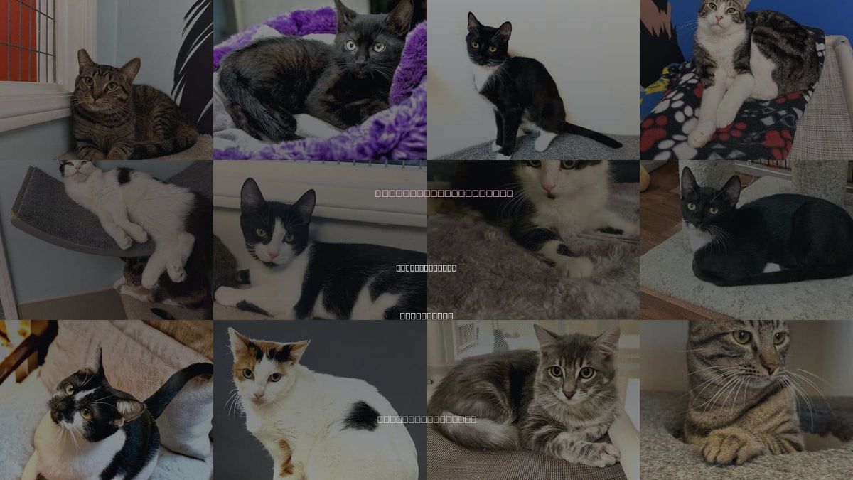 Cats for Adoption in Thousand Oaks, California