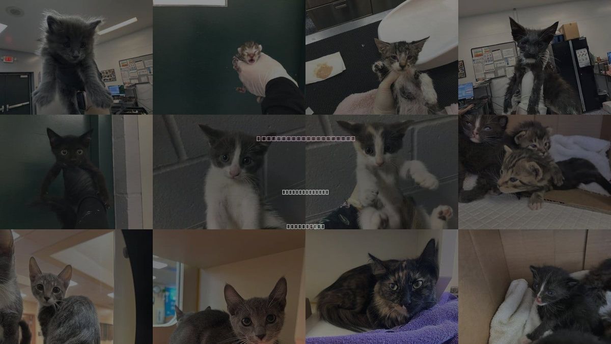 Cats for Adoption in Thousand Palms, California