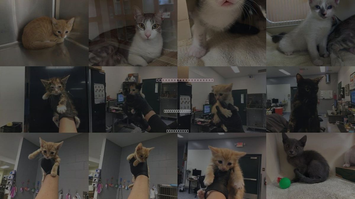 Cats for Adoption in Thousand Palms, California