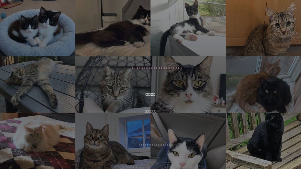 Cats for Adoption in Tigard, Oregon