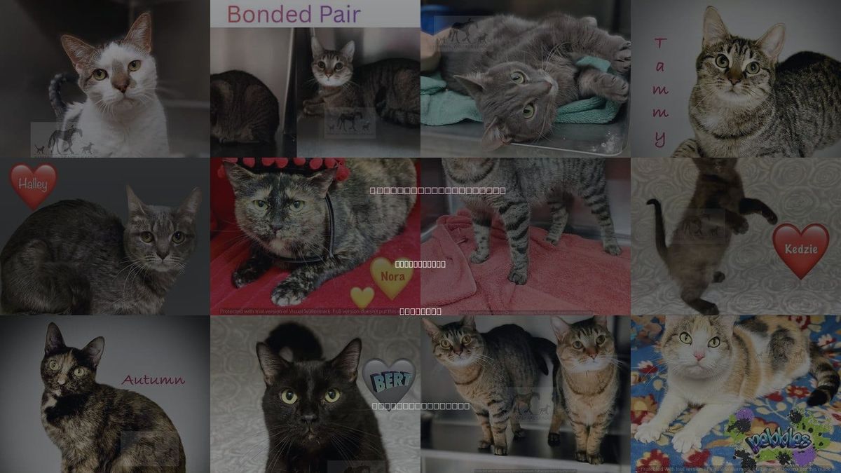 Cats for Adoption in Tinley Park, Illinois
